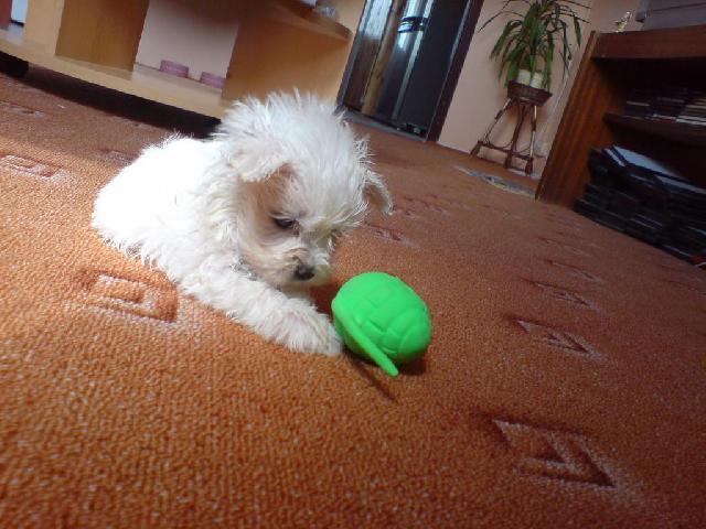 maltezacek